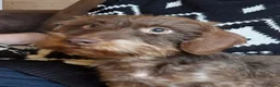 Ruwhaar Teckel honden ter dekking: Dekreu ruwharige dwergteckel chocotan - Advertentie 5
