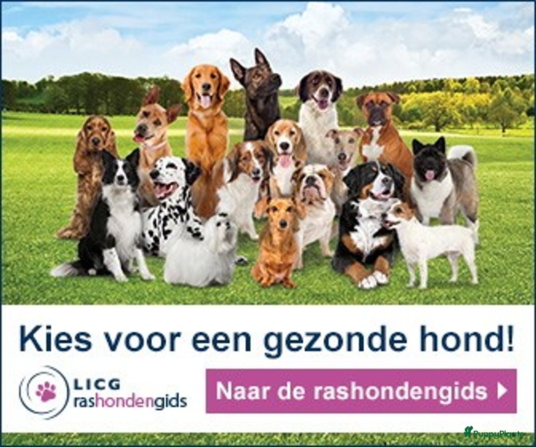 Labrador Retriever honden te koop: Authentieke Gele Labrador pups met Stamboom  - Advertentie 21