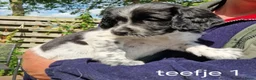 Friese Stabij honden te koop: Sasha en haar puppy's - Advertentie 3