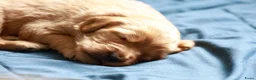 Kruising honden te koop: Australian Goldendoodles, medium - Advertentie 9