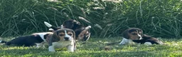 Beagle honden te koop: prachtige beagle pups - Advertentie 7