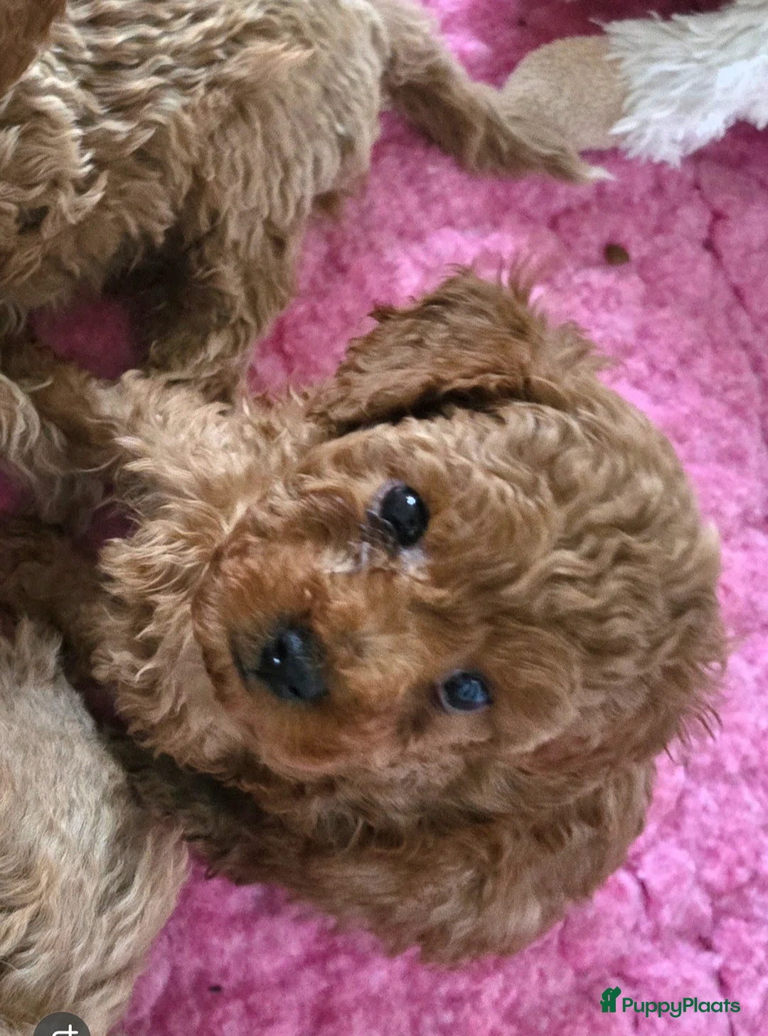 Maltipoo honden te koop: Mooie Maltipoo / toy poedel pup pups - Advertentie 4