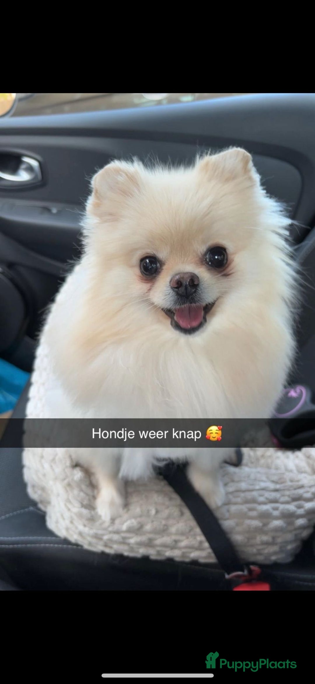 Pomeriaan honden te koop: Pomeraantjes raszuiver met stamboom - Advertentie 4