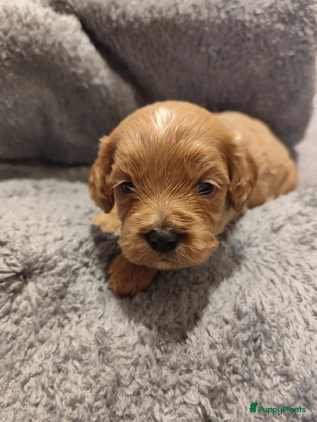 Cavapoo honden te koop: Laatste cavapoo pup teefje beschikbaar  - Advertentie 8