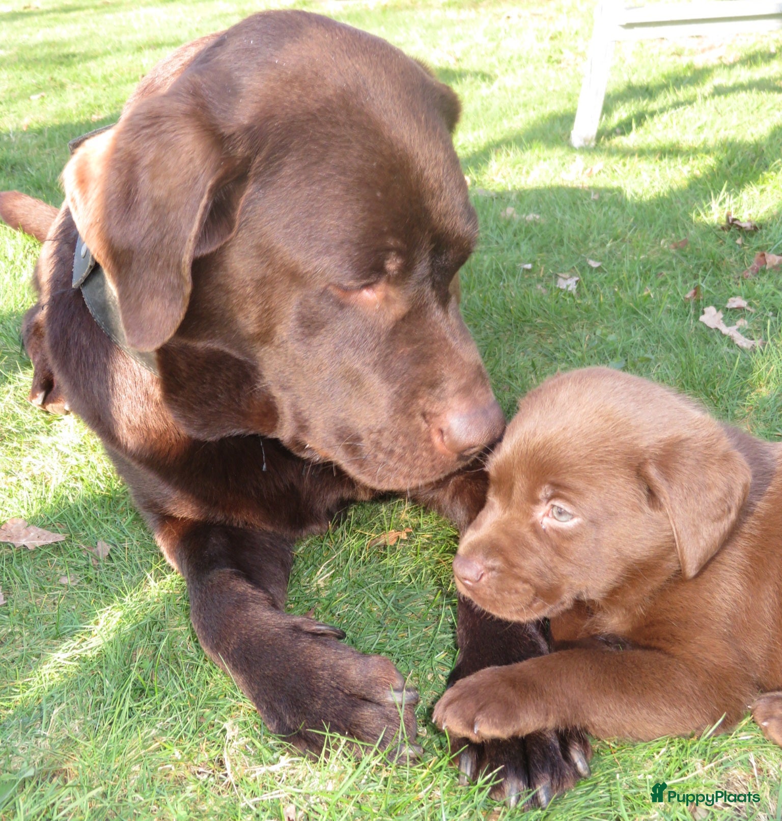 Labrador Retriever honden Labrador pupjes 🤎 nog 3 beschikbaar! - Advertentie 1