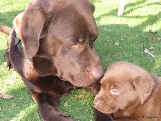 Labrador Retriever honden Labrador pupjes 🤎 nog 3 beschikbaar! - Advertentie 1