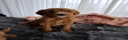 Labradoodle honden te koop: Labradoodle pups medium  - Advertentie 8