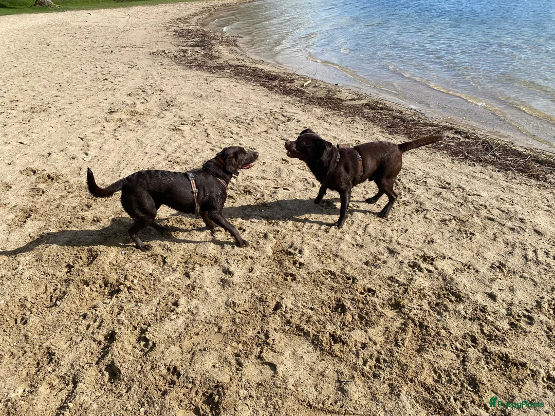 Labrador Retriever honden te koop: Labrador 10 maanden - Advertentie 4