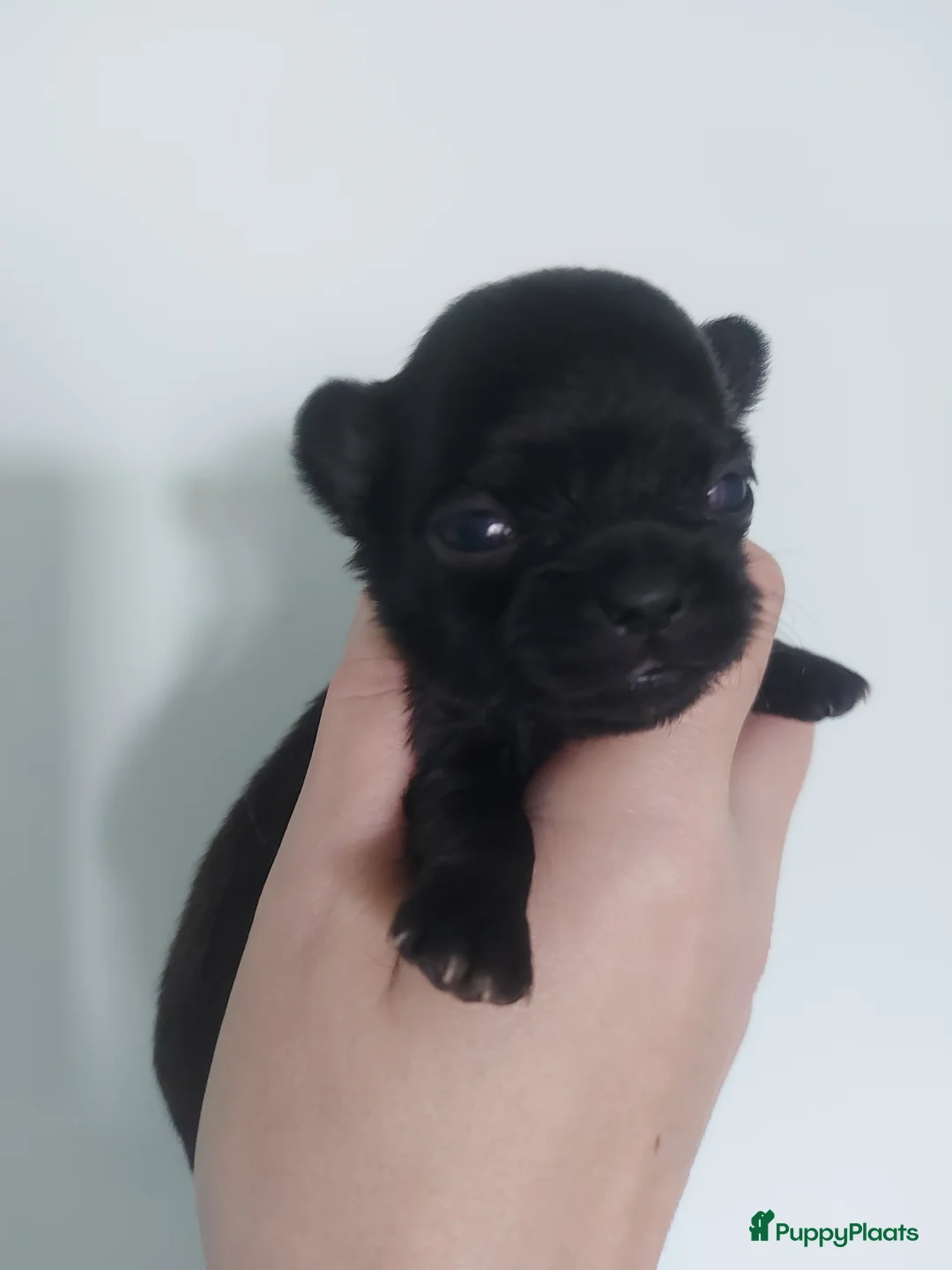 Chihuahua honden te koop: Mooi klein chihuahuatje - Advertentie 4