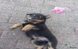 Rottweiler honden te koop: Nog 3 super lieve rottweiler reutjes. - Afbeelding 31