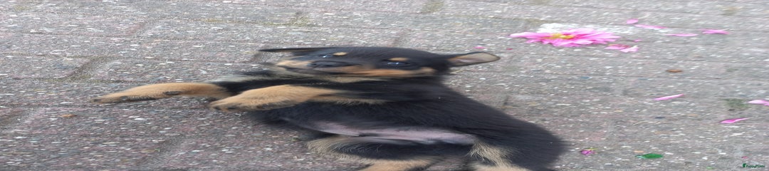 Rottweiler Puppy 5