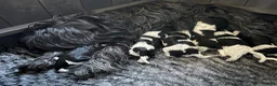 Nederlandse Schapendoes honden te koop: Lieve Schapendoes pups in Vinkel - Advertentie 9