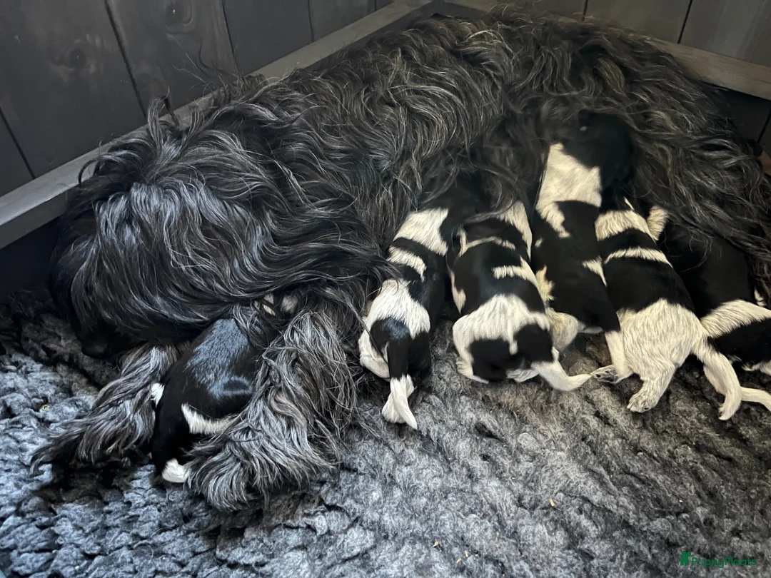 Nederlandse Schapendoes honden te koop: Lieve Schapendoes pups in Vinkel - Advertentie 9
