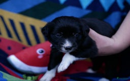Border Collie honden te koop: Prachtige pups Border Collie/Barbado da Terceira - Afbeelding 19