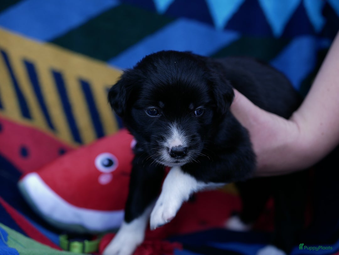 Border Collie honden te koop: Prachtige pups Border Collie/Barbado da Terceira - Afbeelding 19
