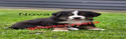 Berner Sennenhond honden te koop: Berner sennen pups - Advertentie 10
