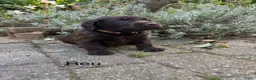 Labradoodle honden te koop: Prachtige chocoladebruine Labradoodle F1 pups  - Advertentie 2