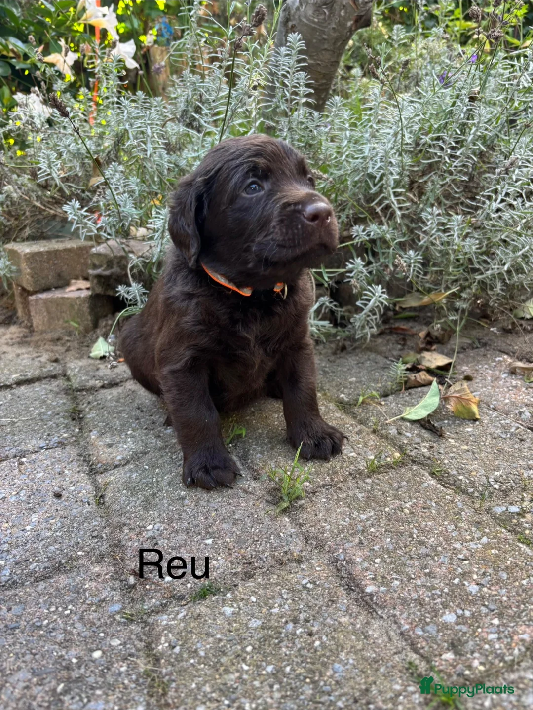 Labradoodle honden te koop: Prachtige chocoladebruine Labradoodle F1 pups  - Advertentie 2