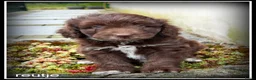 Kruising honden te koop: Bordoodle F1b pups. Bordoodle x Labradoodle - Advertentie 19