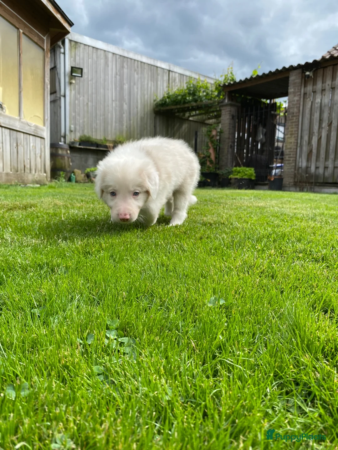 Border Collie honden te koop: Border collie pup - Advertentie 5