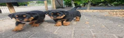Rottweiler honden te koop: Super leuke en lieve rottweiler pups - Advertentie 3