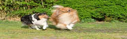 Schotse Herdershond langhaar honden te koop: Collie pups beschikbaar  in Kruisland - Advertentie 3