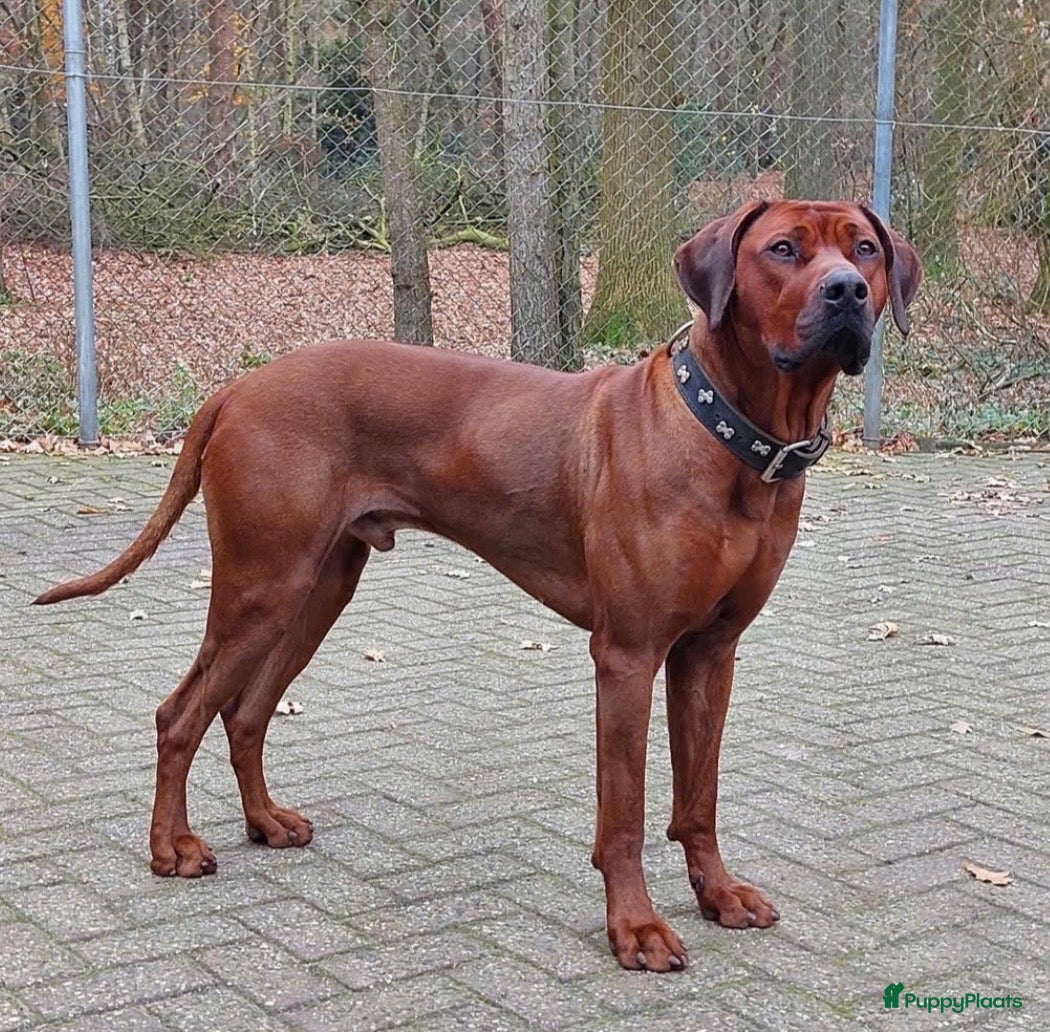 Rhodesian Ridgeback honden Rhodesian Ridgebacks puppy’s  - Advertentie 2