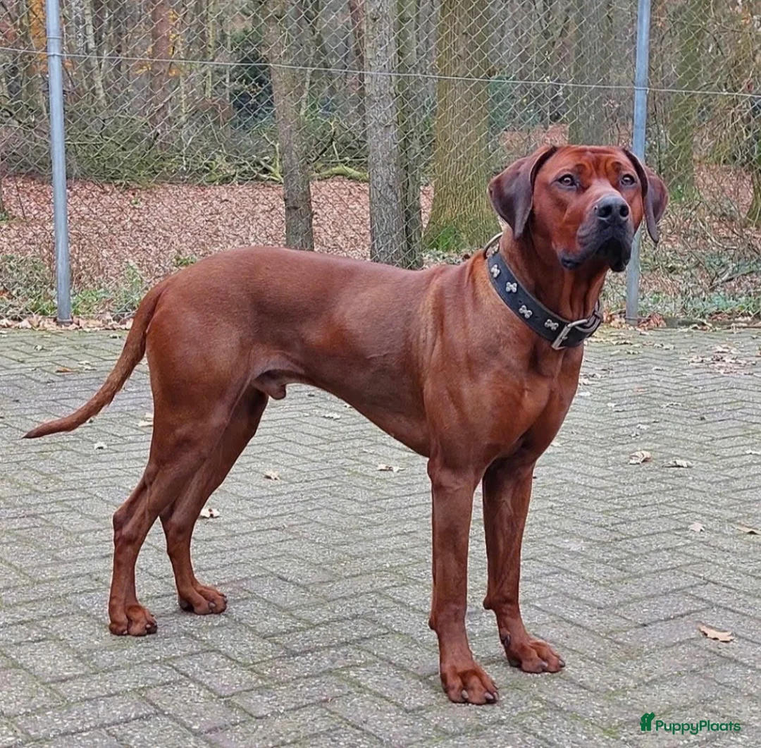 Rhodesian Ridgeback honden te koop: Rhodesian Ridgebacks puppy’s  - Advertentie 2