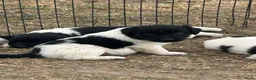 Friese Stabij honden te koop: Raszuivere Friese stabij pups  in Tiel - Advertentie 6