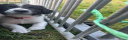 Friese Stabij honden te koop: Friese Stabij puppy's - Advertentie 7
