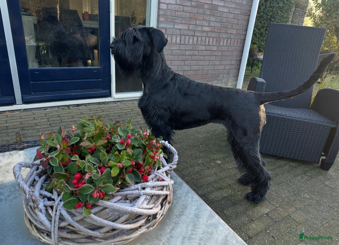 Riesenschnauzer honden te koop: Riesenschnauzer puppy’s mer stamboom - Advertentie 3