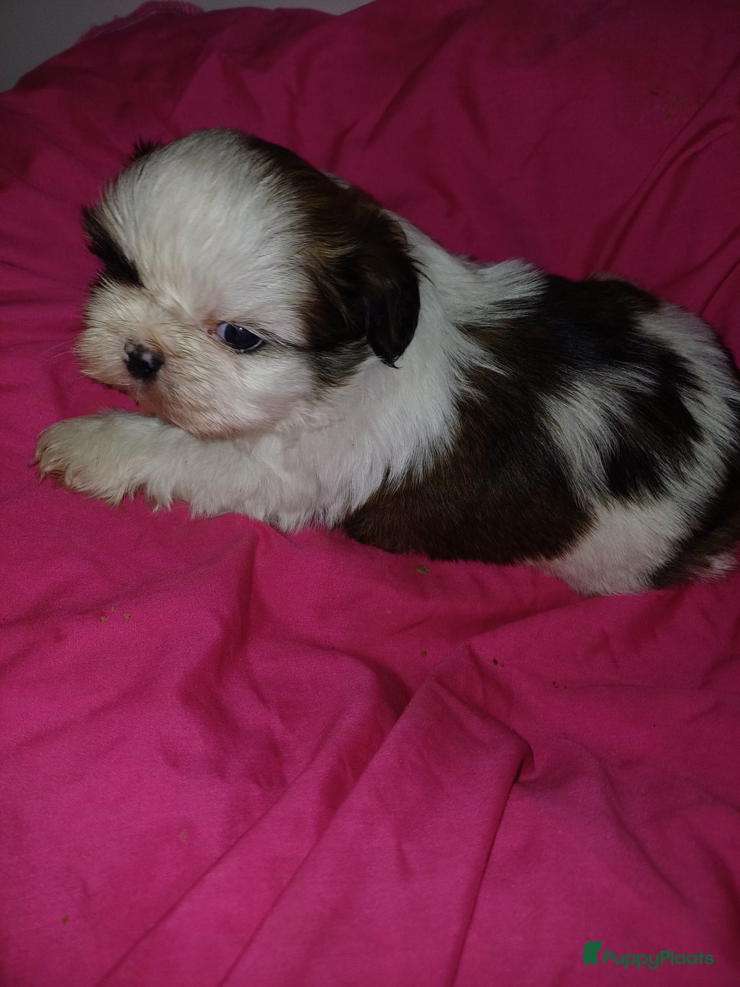 Shih Tzu honden te koop: Lieve leuke raszuiver shih tzu pups  - Advertentie 11