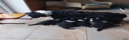 Border Collie honden te koop: border collie reutje - Advertentie 5