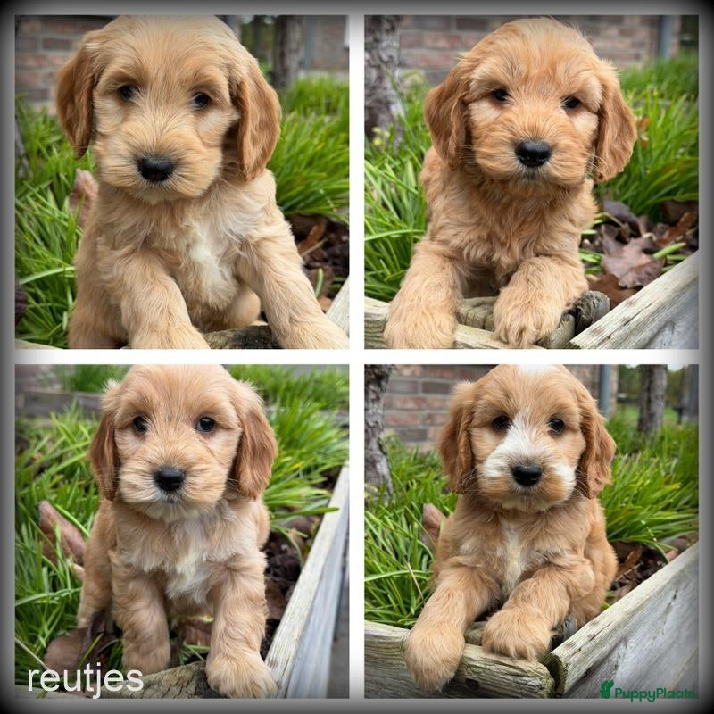 Cockapoo honden te koop: Cockapoo pups - Advertentie 2
