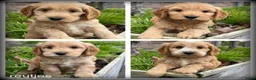 Cockapoo honden te koop: Cockapoo pups - Advertentie 2