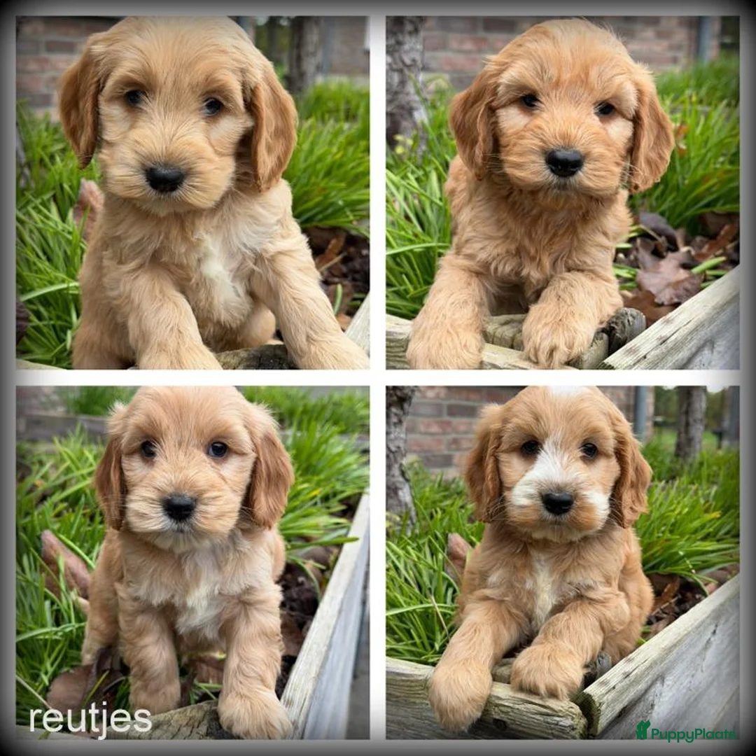 Cockapoo honden te koop: Cockapoo pups - Advertentie 2