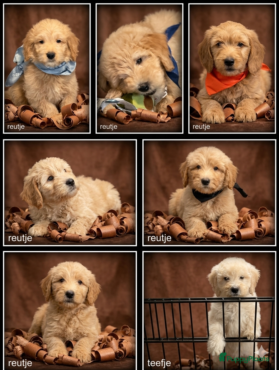 Labradoodle honden Labradoodle medium pups - Advertentie 1