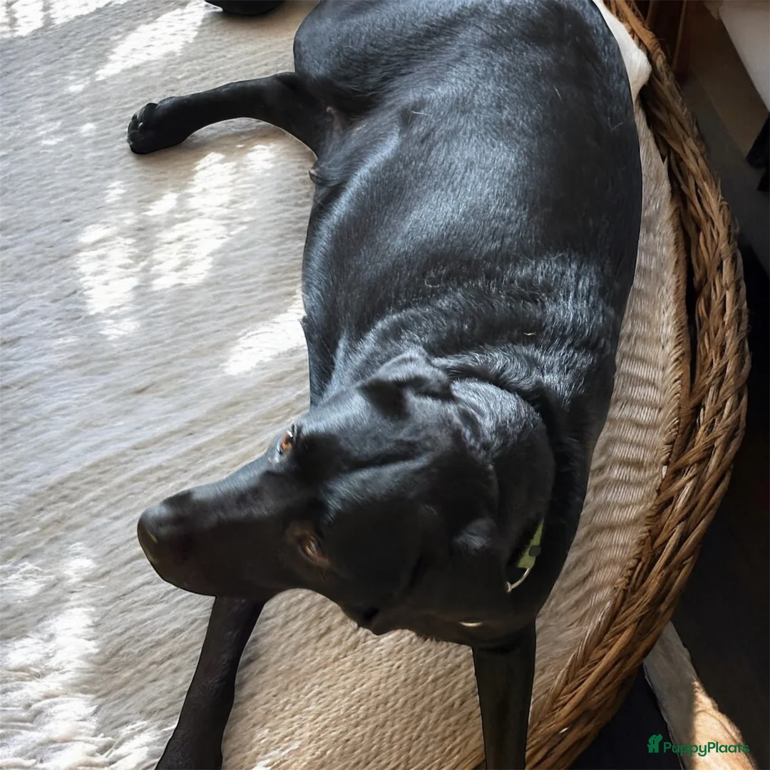 Labrador Retriever honden te koop: Aankondiging Labrador nestje – week van 9 februari - Advertentie 1