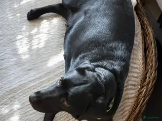 Labrador Retriever honden Aankondiging Labrador nestje – week van 9 februari - Advertentie 1