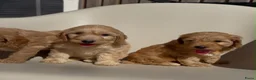 Cockapoo honden te koop: cockapoo pups - Advertentie 11