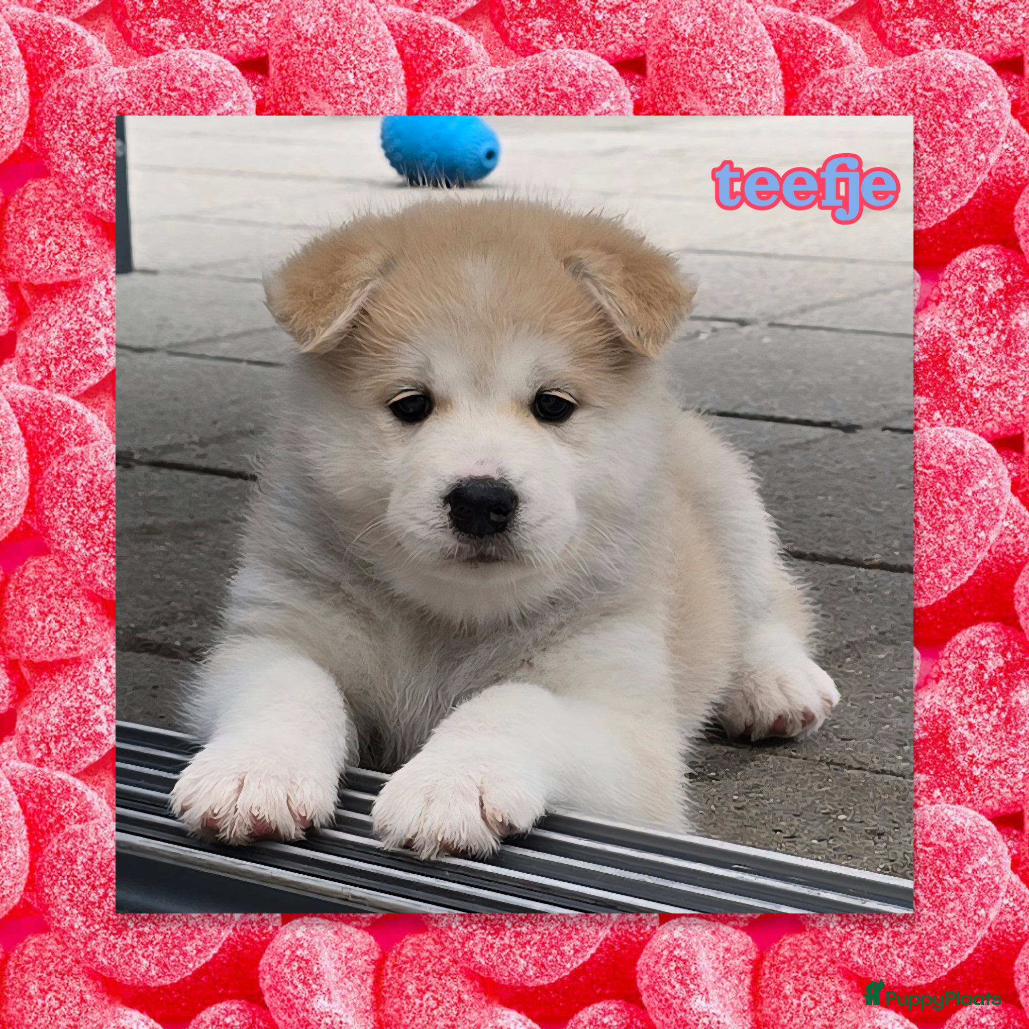 Kruising honden te koop: Alaskan Malamute mix  - Advertentie 1