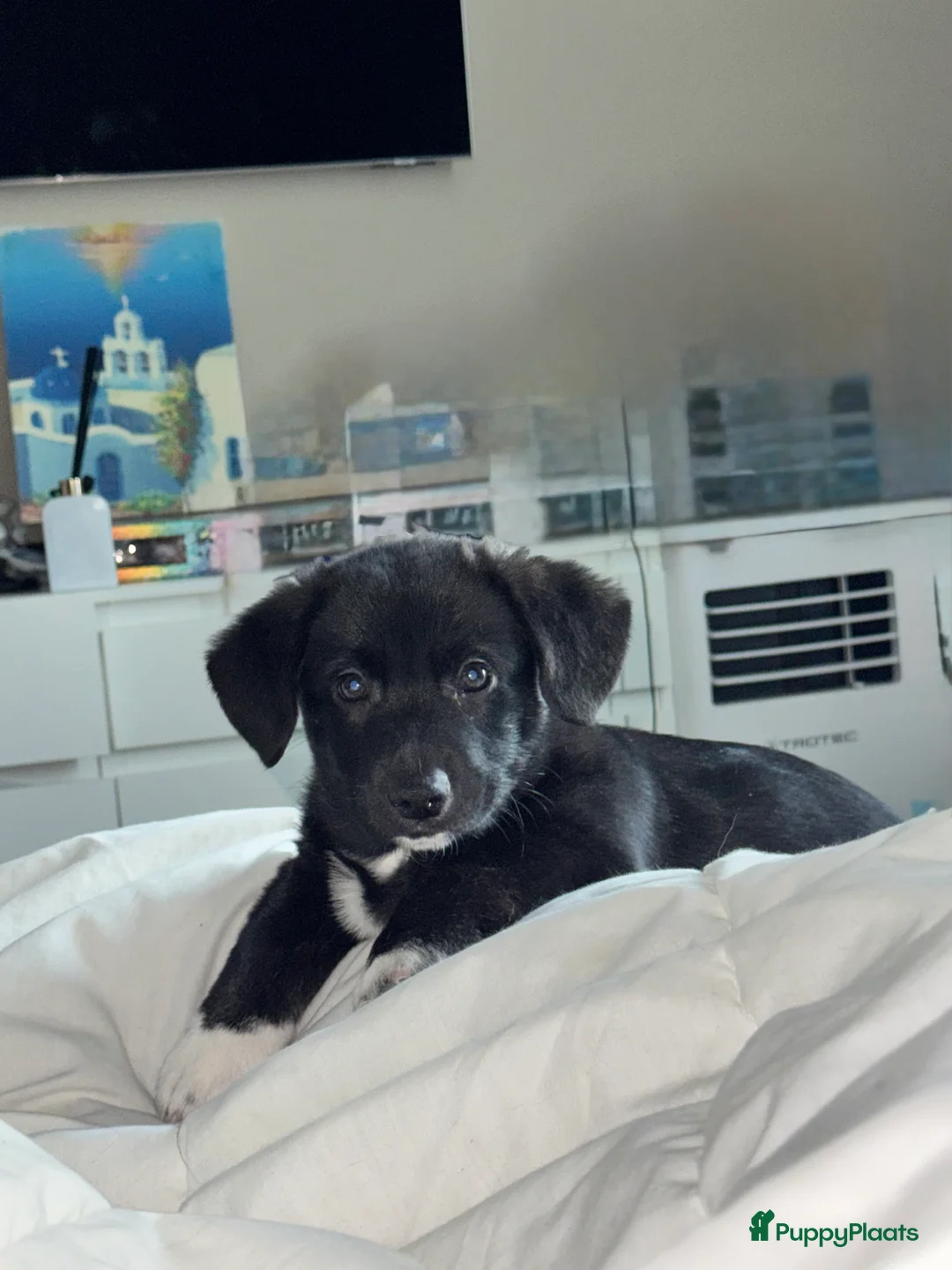 Welsh Corgi Cardigan honden te koop: Corgi looking for forever home - Advertentie 5