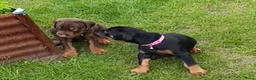 Dobermann honden te koop: 3 Dobermann pups  zoeken  een goud mandje  - Advertentie 4