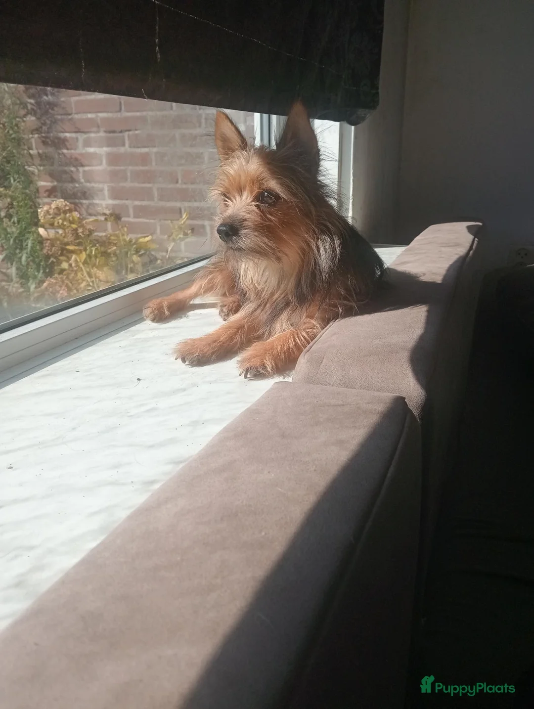 Kruising honden te koop: Puppies in Westdorpe - Advertentie 7