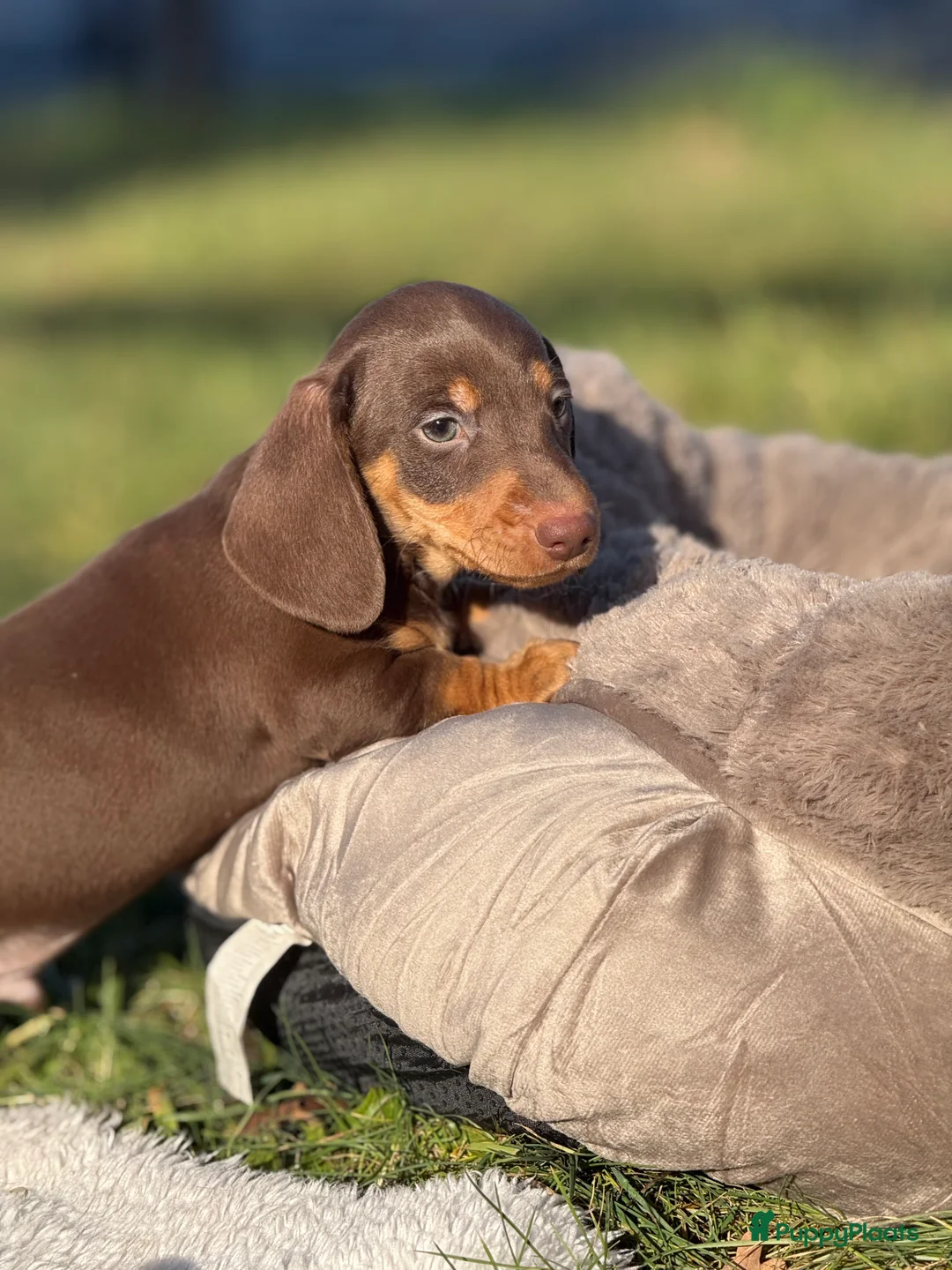 Teckel (korthaar)  honden te koop: Dwergteckel  puppies  - Advertentie 3