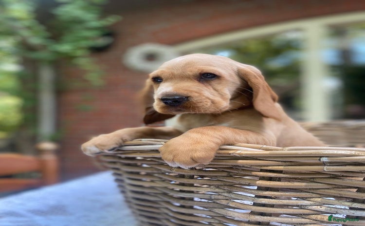 Kruising honden - Advertentie 5
