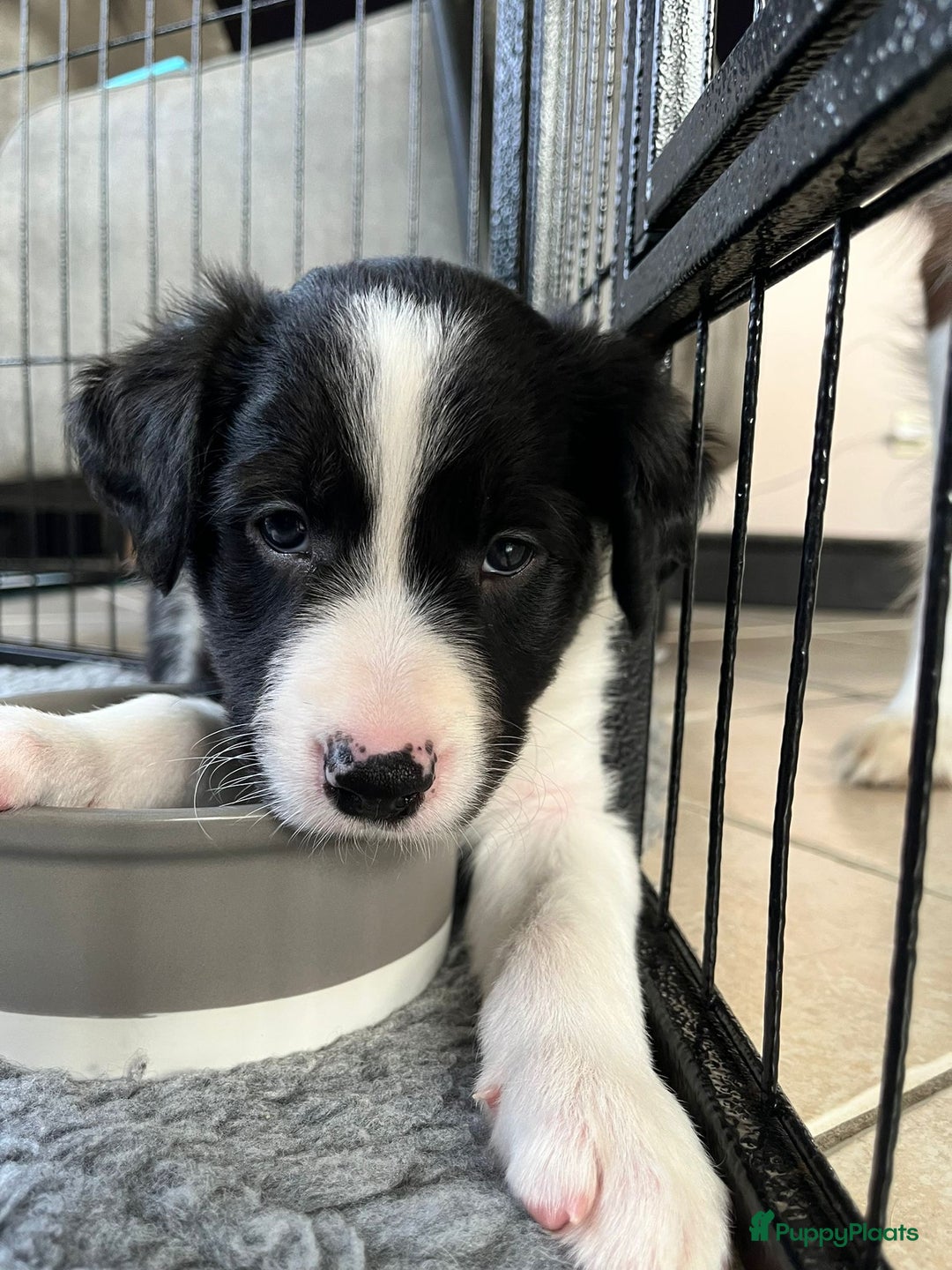 Border Collie honden te koop: Border Collie reutje zoekt liefdevol huisje - Advertentie 4