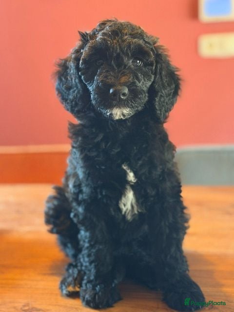 Kruising honden Medium labradoodles - Advertentie 2
