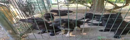 Duitse Herder honden te koop: Langstokharige Duitse Herder puppies zw.en zw/br  - Advertentie 22