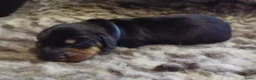Ruwhaar Teckel honden te koop: Prachtige Standaard Ruwhaar Teckelpuppy’s ,  - Advertentie 19